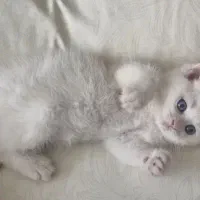 گربه نازو بازیگوش