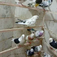 کفتر گرفتنی کپکی مفرق