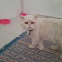 گربه فروشی پرشین