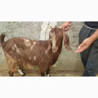 بز دورگ شیروار