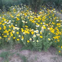 فروش زمین ۲۵۰ متری (با خودرو هم معاوضه میشود)