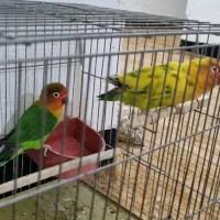کوتوله برزیلی و عروس هلندی