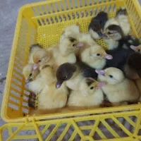 جوجه اردک روسی اردک خارجی ۷ روزه