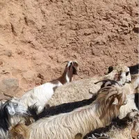 تعداد۳۰ راس بز و تیربز معاوزه با میش