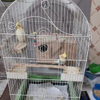 ۲ عدد عروس هلندی