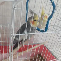 عروس هلندی
