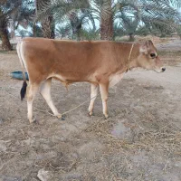 گوساله نر بزرگ