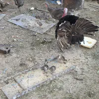 یک عدد بوقلمون ماده با ۶ تا جوجه