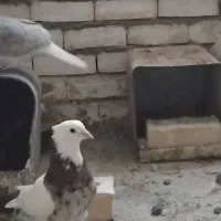 کبوتر کله سیاه طوقی هفت رنگ