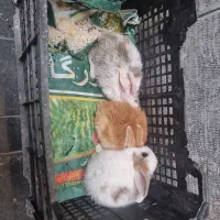 خرگوش|موش و خرگوش|مشهد, چهنو|دیوار