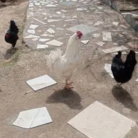 مرغ وخروس گلین