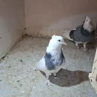 کفتر شازده سبز تیکه پاره و زاغ