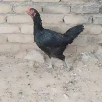 مرغ لاری