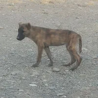 سگ سرابی