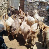 بز و کهره