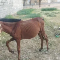 کری اسب