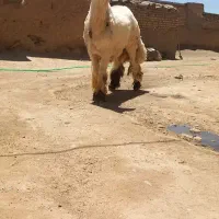 قوچ بختیاری