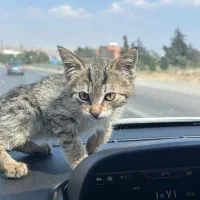 واگذاری بچه گربه