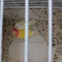 جفت کوتوله