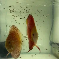 جفت مولد دیسکس