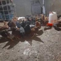 نیمچه گلپایگان چهار ماه