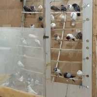پرنده سرای قاسمی