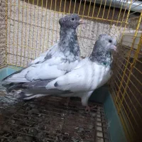 کفتر