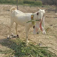گیسه بز گلابی