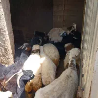 ۷۰تا گوسفند بز و میش