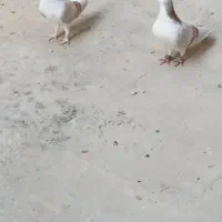 کفتر ساده
