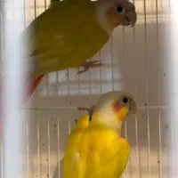 ردچیک گرینچیک آناناسی یلوساید