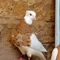 کبوتر زیبا