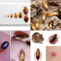 سم پاشی کل اهواز موریانه زدایی سوسک ریز ساس موش