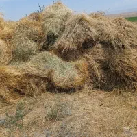 علف یونجه اوت