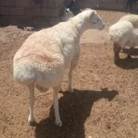 شیشک جنس اصل قوچ