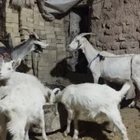 بز سانن|حیوانات مزرعه|سده (خراسان جنوبی), |دیوار