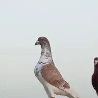 ۴ تا پلاکی رنگ روشن عالی