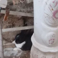 دو عدد خرگوش نر و ماده به فروش میرسد