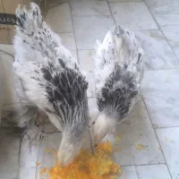 جوجه برهما اصیل