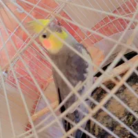 عروس هلندی