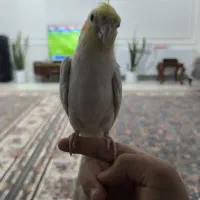 گمشده««««