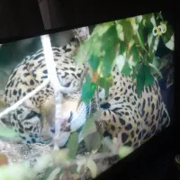 ال ای دی الجی.اسمارت.سه بعدی