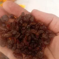 پشت لیذر افتابی