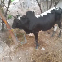 دو ورزا کوله استاندارد