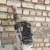 بوقلمون