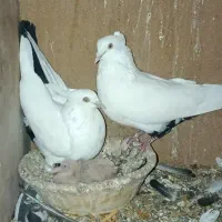 کبوتر دم سیاه جفت با جوجه