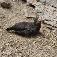 مرغ کرچ