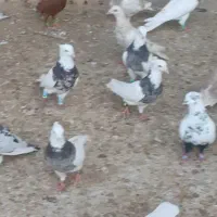 کبوتر رنگی