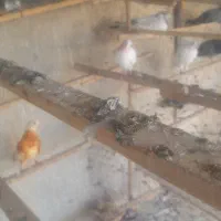 کبوتر