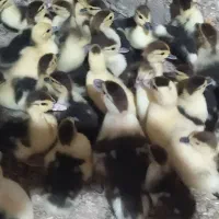 جوجه اردک اسراییلی